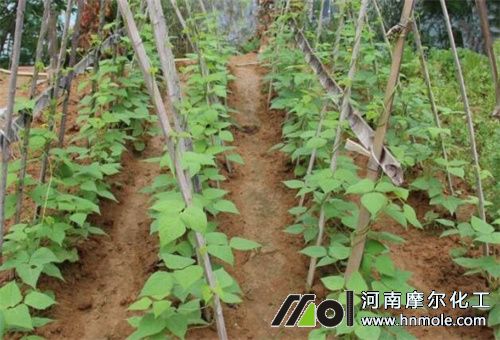 豆角結豆期施肥 豆角結豆期施肥