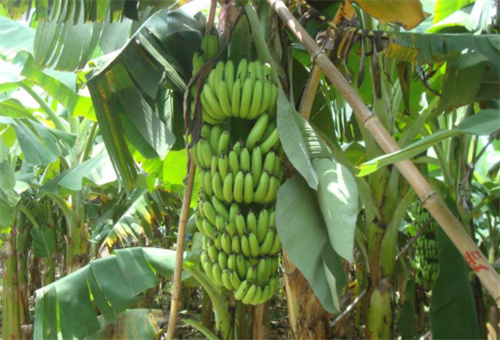 香蕉施什么肥長的粗大 香蕉施什么肥長的粗大