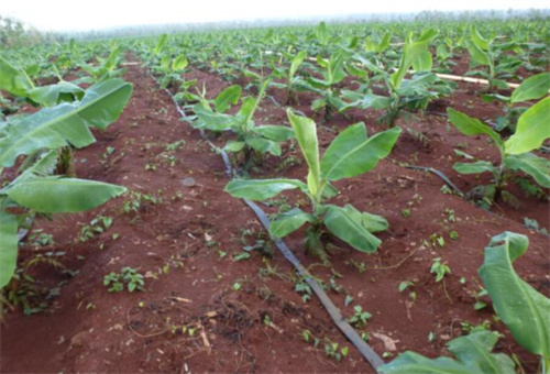 香蕉追肥1 香蕉追肥1