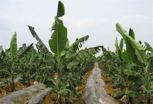 香蕉追肥2 香蕉追肥2