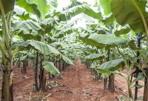 香蕉追肥3 香蕉追肥3