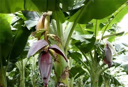 香蕉追肥4 香蕉追肥4