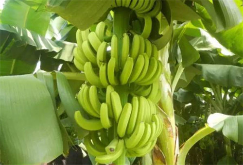 香蕉追肥6 香蕉追肥6