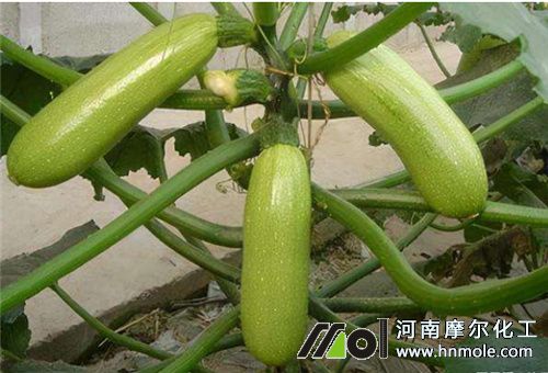 �����Jʢ����׷��