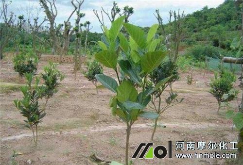 ���}�۷Nֲ����