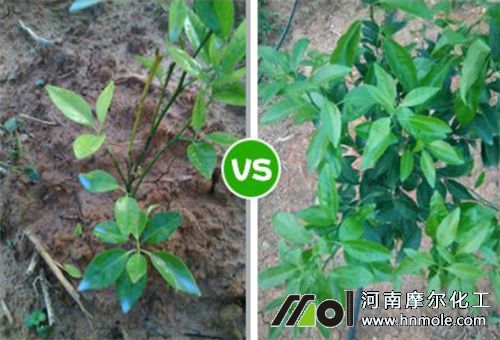 ʩ��Ч������