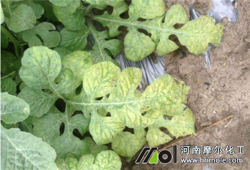 ����ȱ��