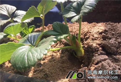 ��ݮ�������緽��