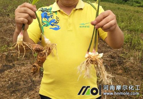 大姜施水溶肥效果 大姜施水溶肥效果