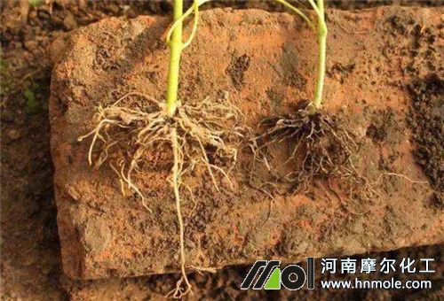 �����{�����N�1