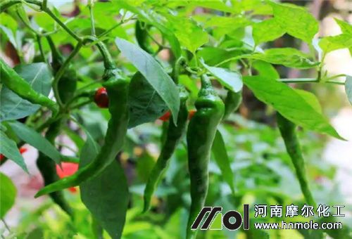 �������պ�׷��