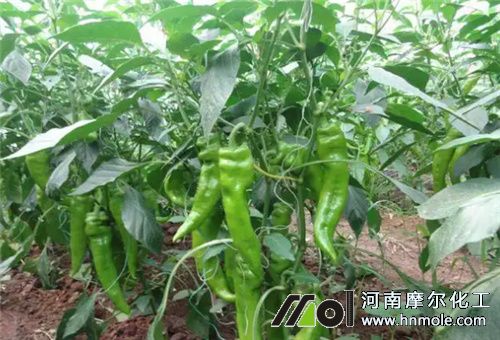 �����Y����ʩ��