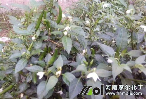 ����������ʩ��