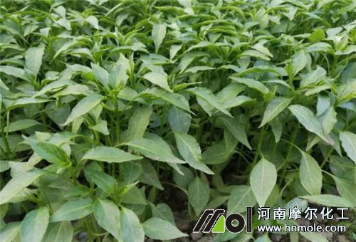 ������ʩ��