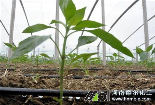 水溶肥追肥特點 水溶肥追肥特點