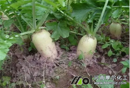 菌劑水溶肥適用作物 菌劑水溶肥適用作物