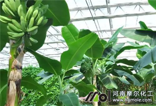 ˮ�ܷ����㽶���÷�