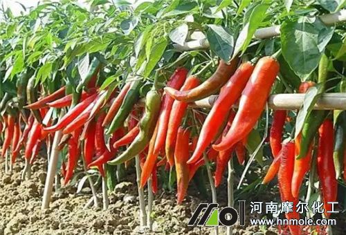 �����Nֲˮ�ʹ���