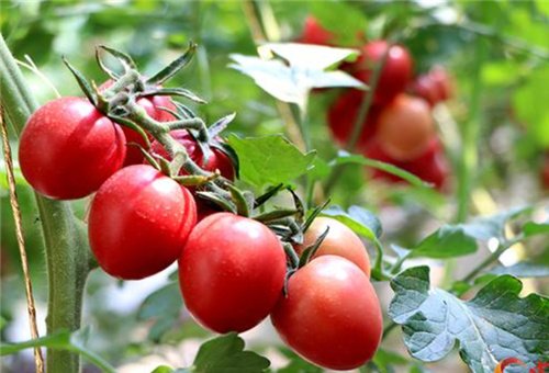 ����ʩ�ʕr�g