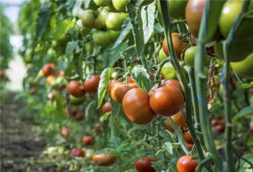 ����ʩ�ʕr�g