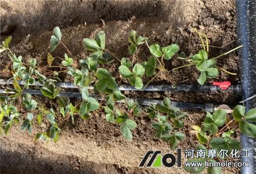 �ЙC��ˮ�ܷʵι�ʹ��