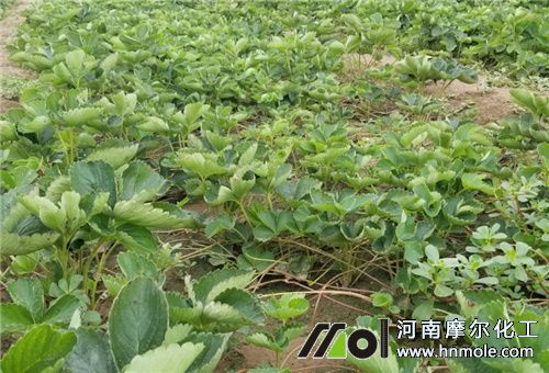 �r(sh��)���ݮ�Nֲ����(ji��)