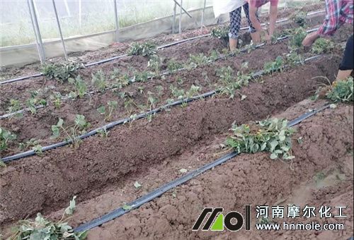 һ���ز�ݮ�Nֲ��(sh��)