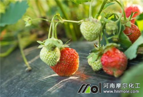 һ����ݮ��ˮ�ܷ���