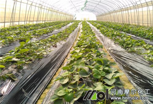 �����ݮ�Nֲ����(ji��)