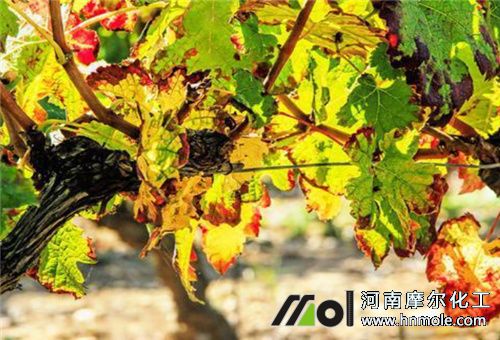 ���Ѳ����~�Ӱl�S