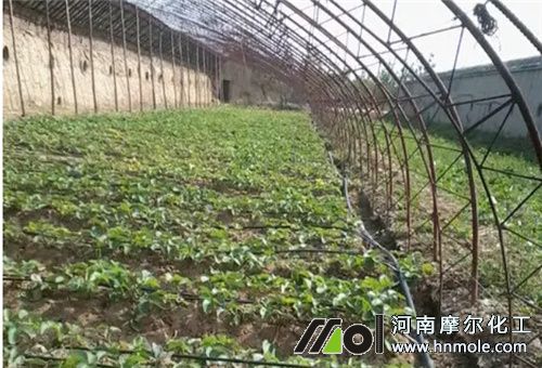 ����ʩ���g��