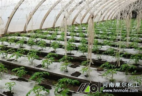 溫室水溶肥種類 溫室水溶肥種類