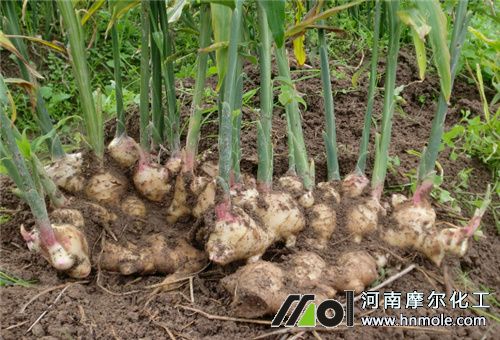 ����ʩ�׷�