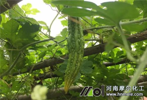 ��߿�����ʷ���