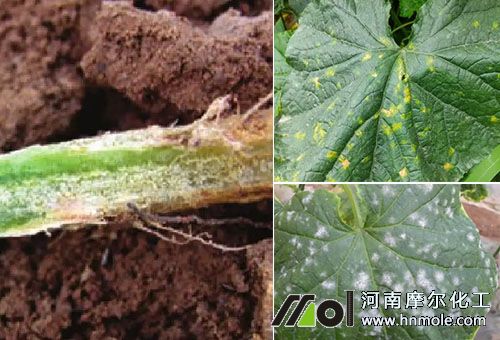 �S�ϳ�Ҋ����