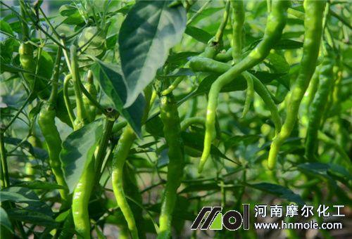 辣椒用魚蛋白肥效果 辣椒用魚蛋白肥效果