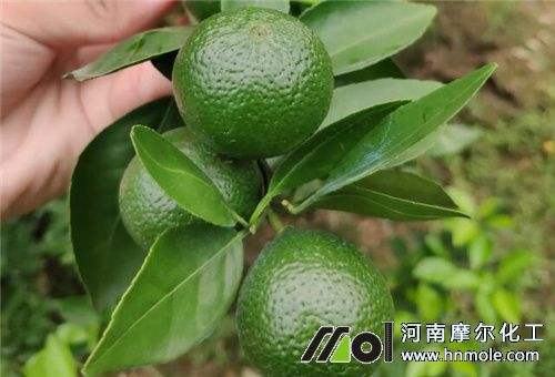 �Ǵ��i������