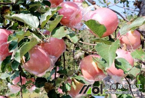 �Ǵ��i�÷�����