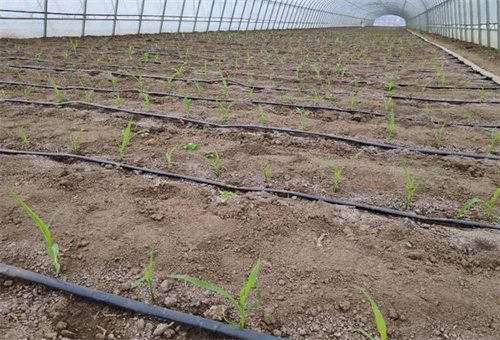 水溶性肥使用范圍 水溶性肥使用范圍