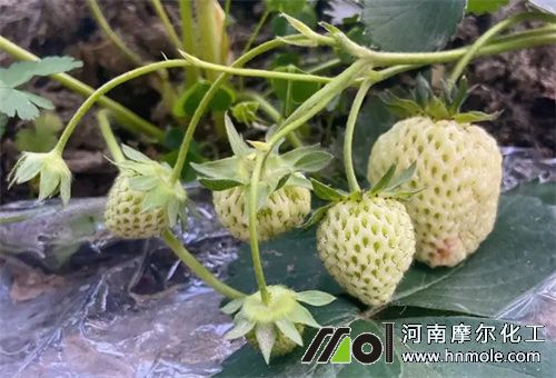 ��ݮ�����