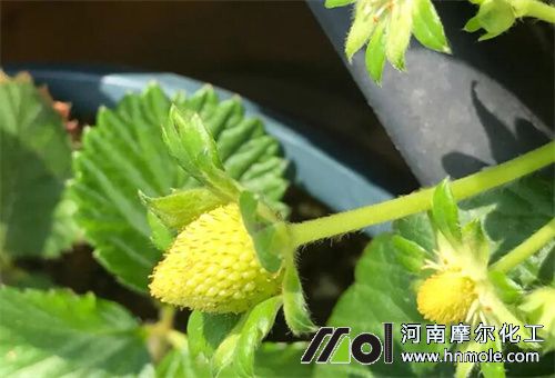 ��ݮ���������