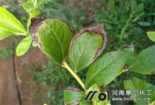 中微量水溶肥配方選擇 中微量水溶肥配方選擇